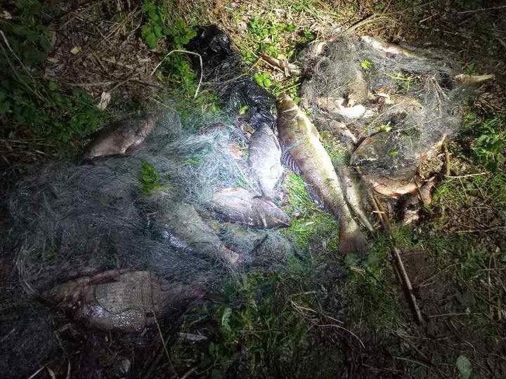 Не ходи на судака в Волках. Сельчанин попробовал – и наловил на… 7200 рублей штрафа