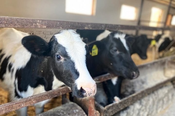 Сторож бросил сигарету и сжег 30 телят на ферме