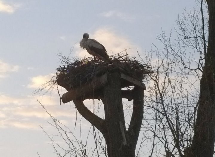 Как в Каменце решался квартирный вопрос… аистов