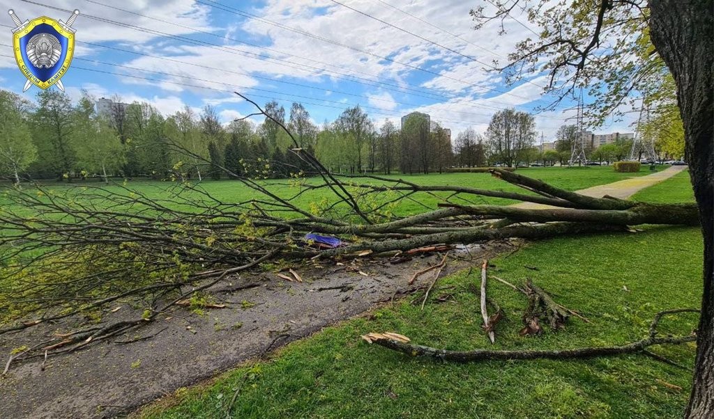 Печальная новость из Минска: на женщину упало дерево, она погибла