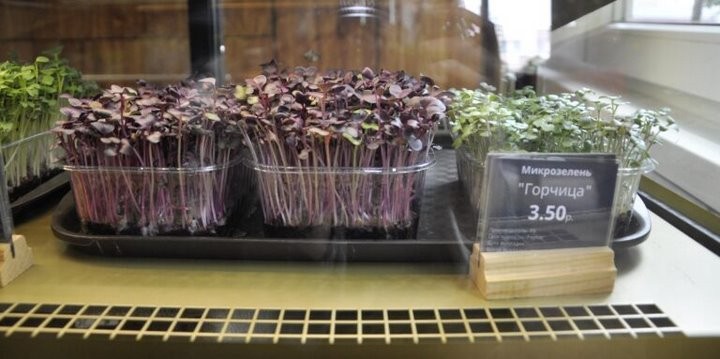 «Петрушка – это прошлый век». Житель Брестской области выращивает микрозелень и строит на этом выгодный бизнес