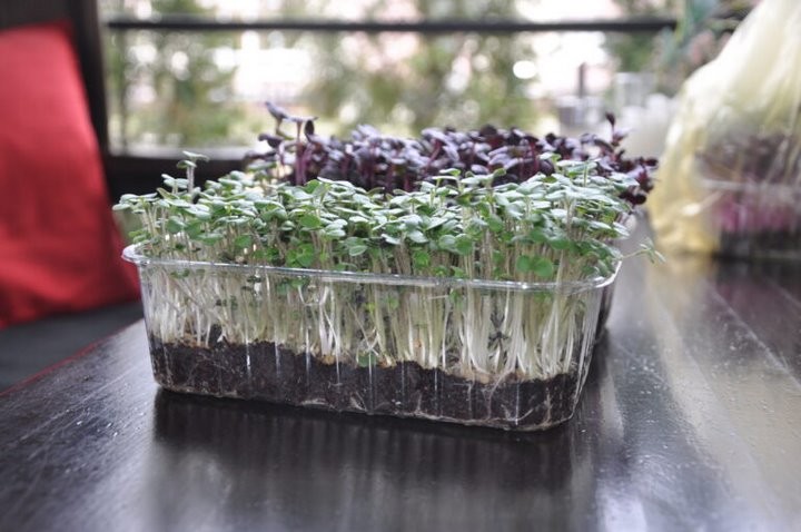 «Петрушка – это прошлый век». Житель Брестской области выращивает микрозелень и строит на этом выгодный бизнес