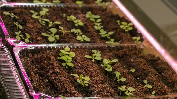 Блогер Кирилл Кветка создает цветущий сад в Брестском техническом университете