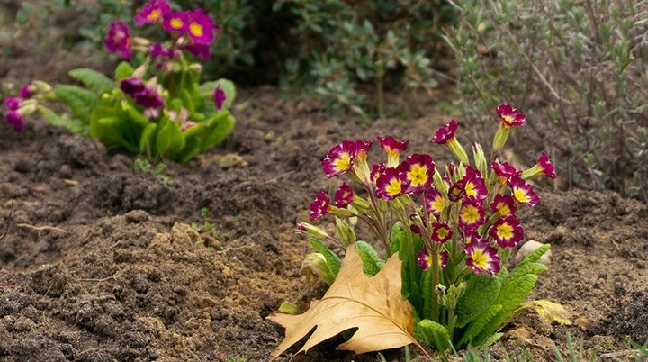 Блогер Кирилл Кветка создает цветущий сад в Брестском техническом университете