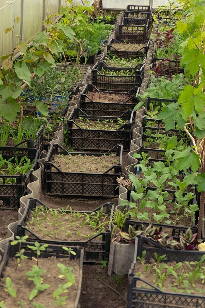 Блогер Кирилл Кветка создает цветущий сад в Брестском техническом университете