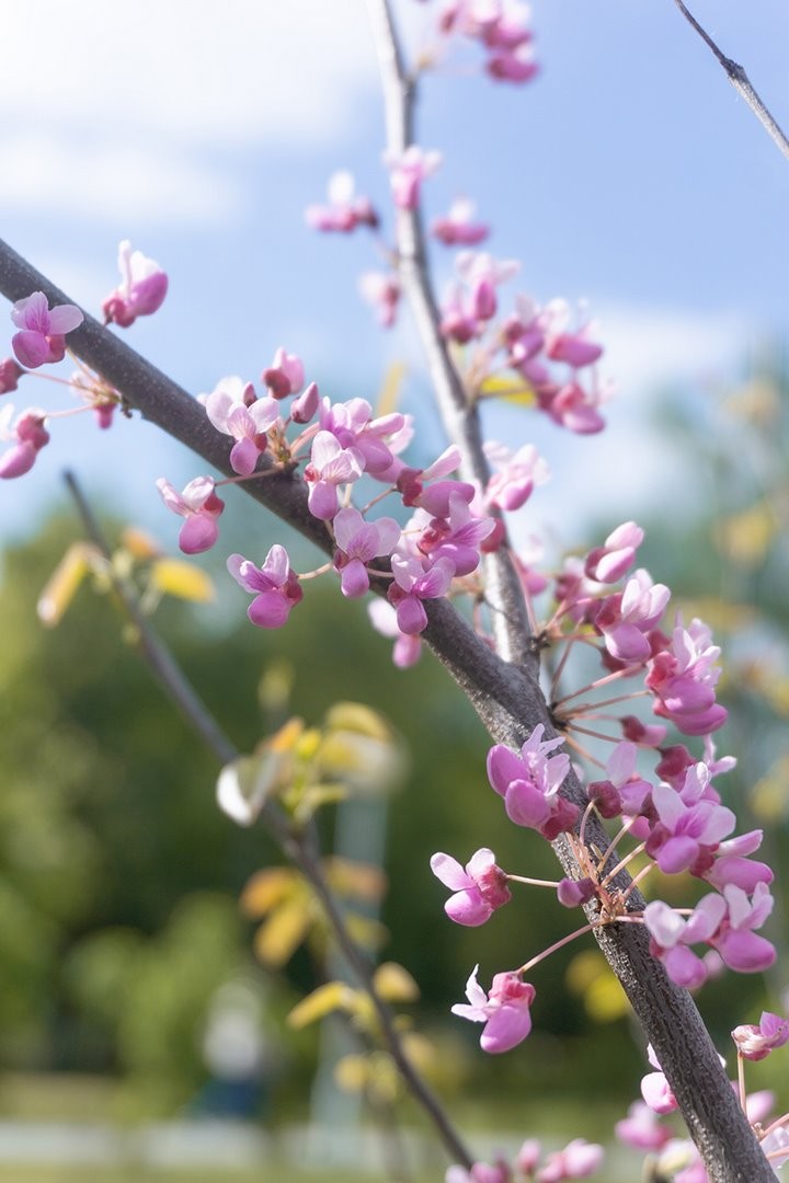 Блогер Кирилл Кветка создает цветущий сад в Брестском техническом университете