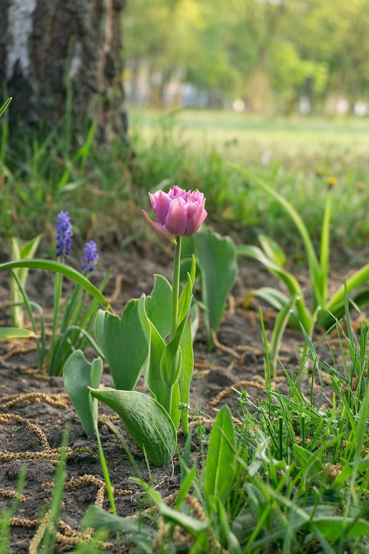 Блогер Кирилл Кветка создает цветущий сад в Брестском техническом университете