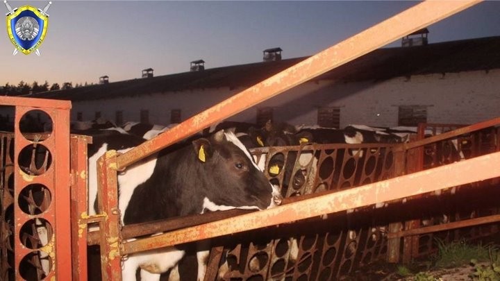 В Беларуси бык убил человека