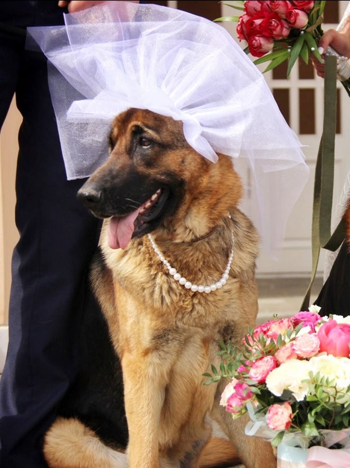 Необычная свадьба состоялась в Барановичах. Свидетелями у красивой пары стали… овчарки