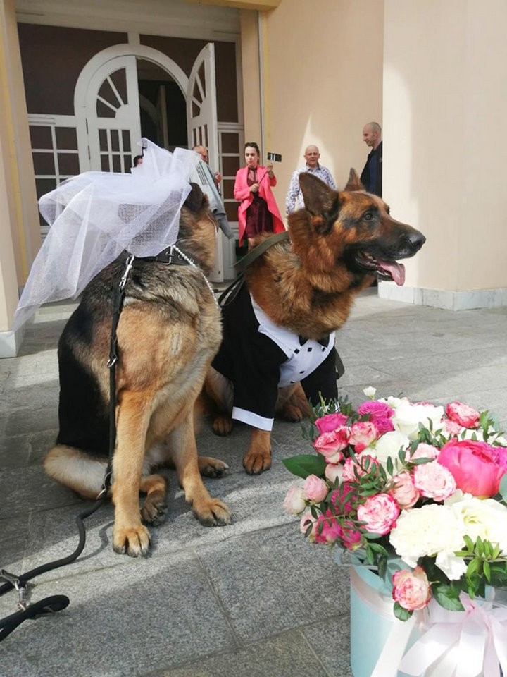Необычная свадьба состоялась в Барановичах. Свидетелями у красивой пары стали… овчарки