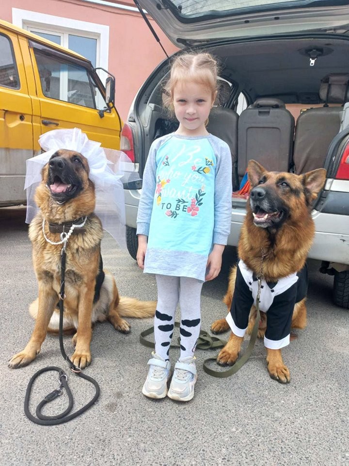 Необычная свадьба состоялась в Барановичах. Свидетелями у красивой пары стали… овчарки