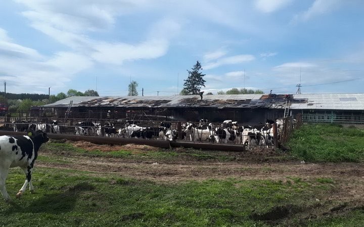В Брестской области при пожаре на ферме эвакуировали 75 телят