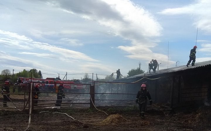 В Брестской области при пожаре на ферме эвакуировали 75 телят