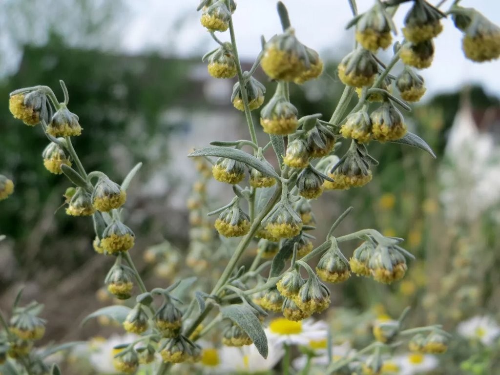Что природе хорошо, то аллергику смерть. Самые коварные растения Беларуси