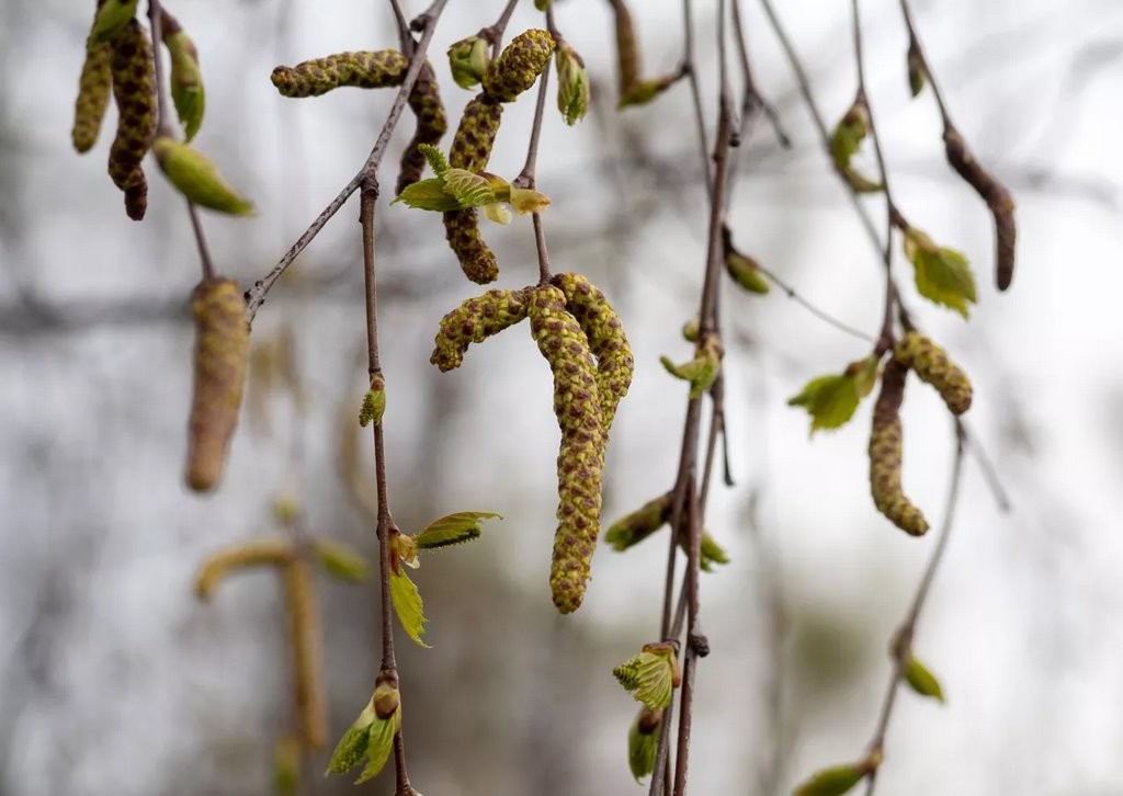 Что природе хорошо, то аллергику смерть. Самые коварные растения Беларуси