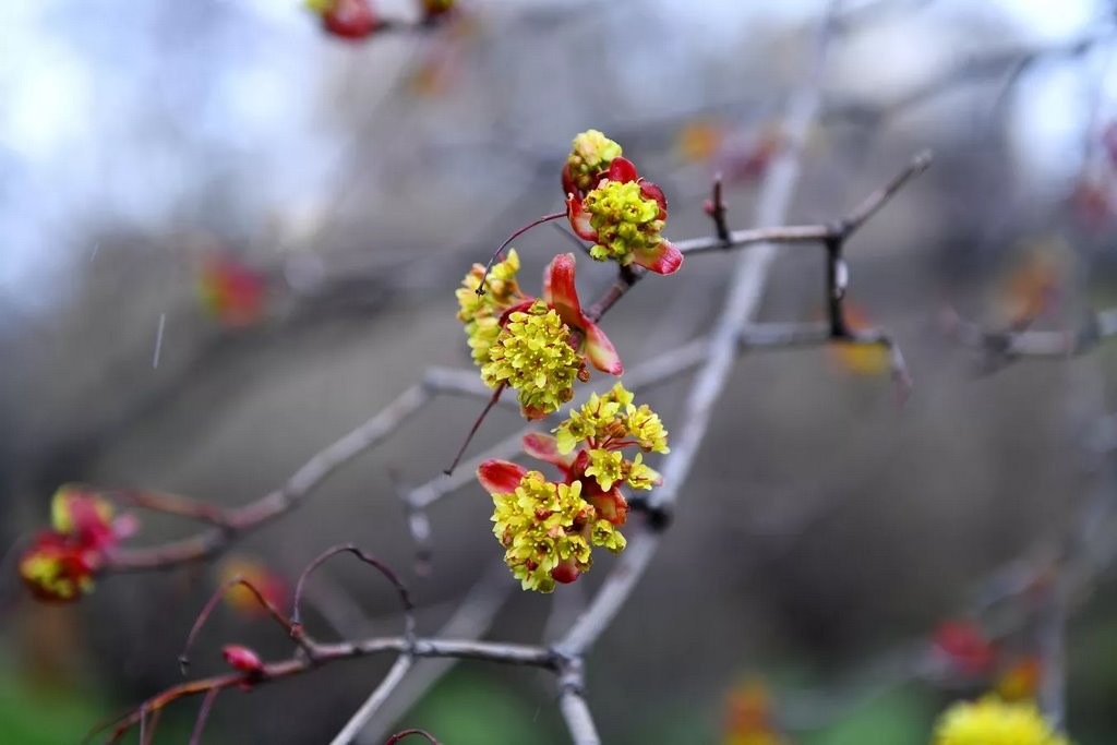 Что природе хорошо, то аллергику смерть. Самые коварные растения Беларуси