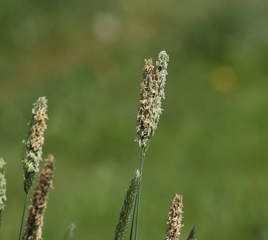 Что природе хорошо, то аллергику смерть. Самые коварные растения Беларуси