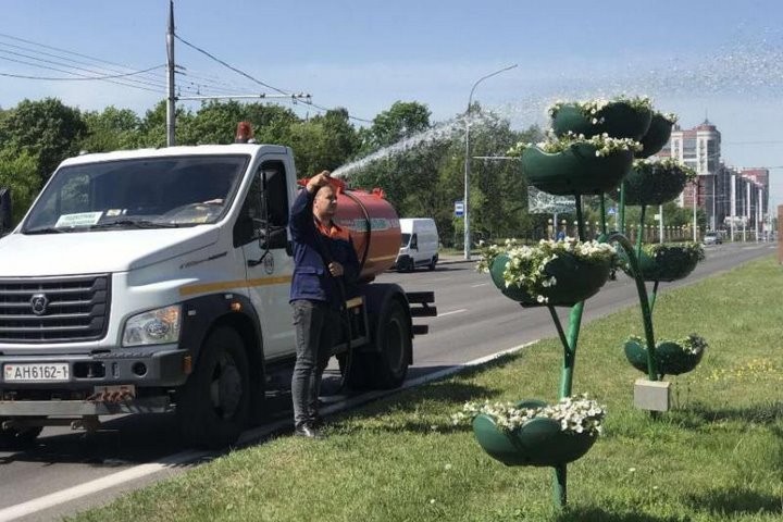 В Бресте коммунальные службы начали превентивную борьбу с самшитовой огневкой
