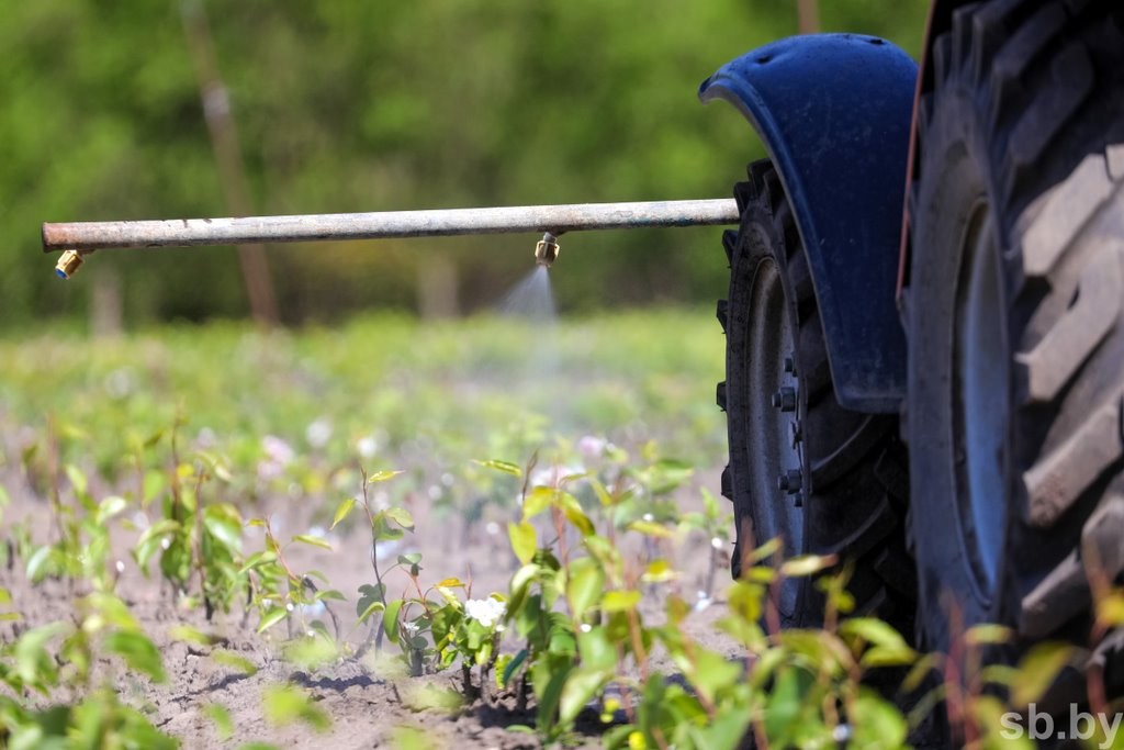 Один раз в год... Как под Брестом цветут сады