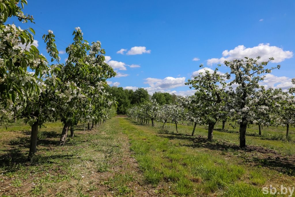 Один раз в год... Как под Брестом цветут сады