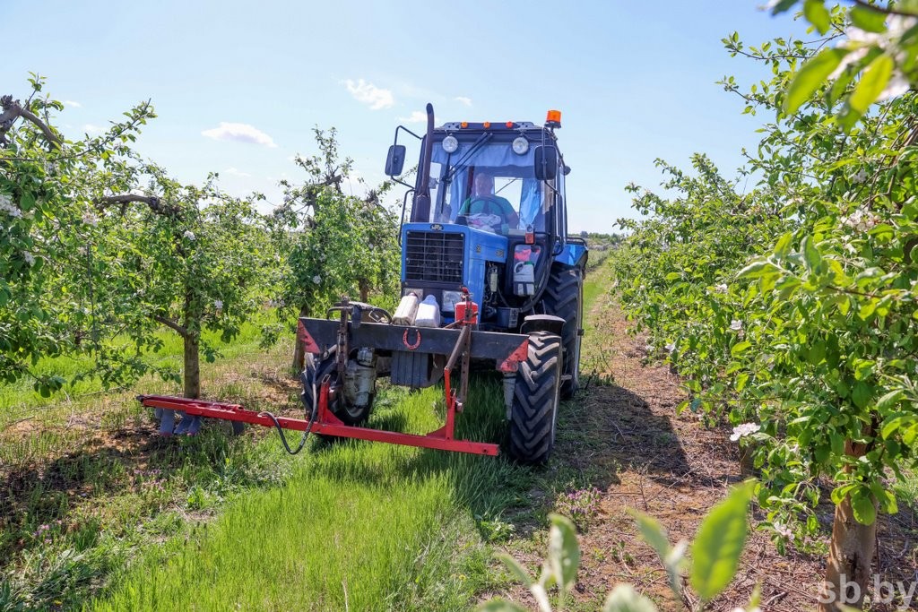 Один раз в год... Как под Брестом цветут сады