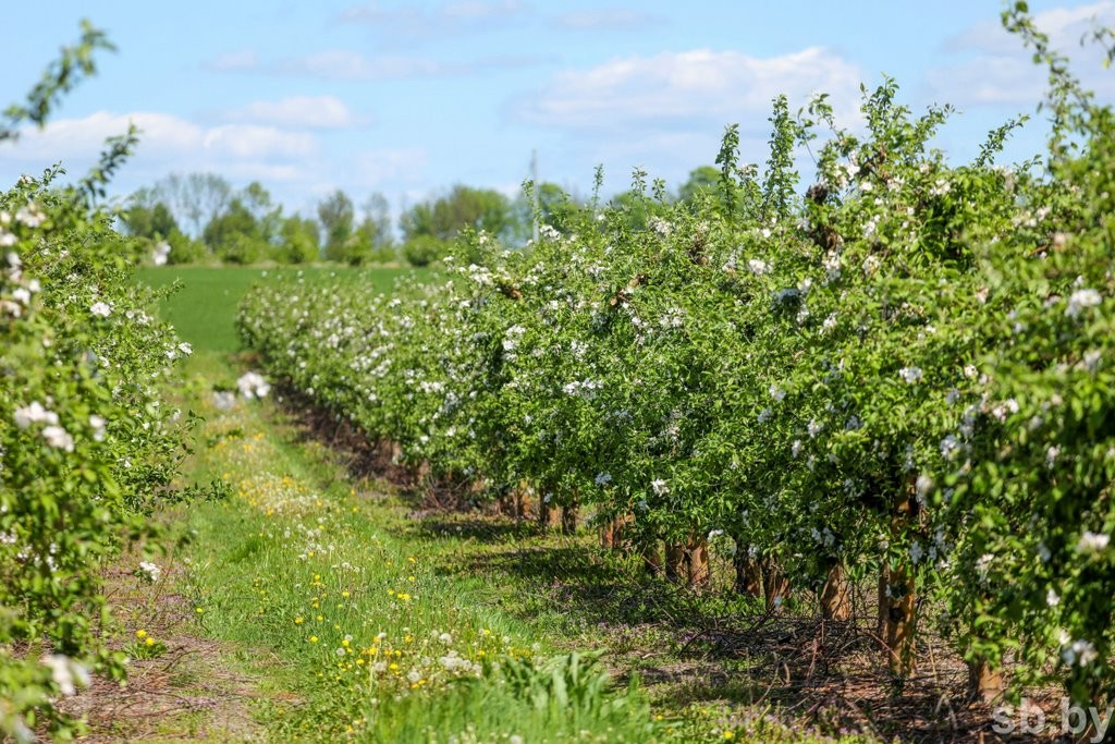 Один раз в год... Как под Брестом цветут сады