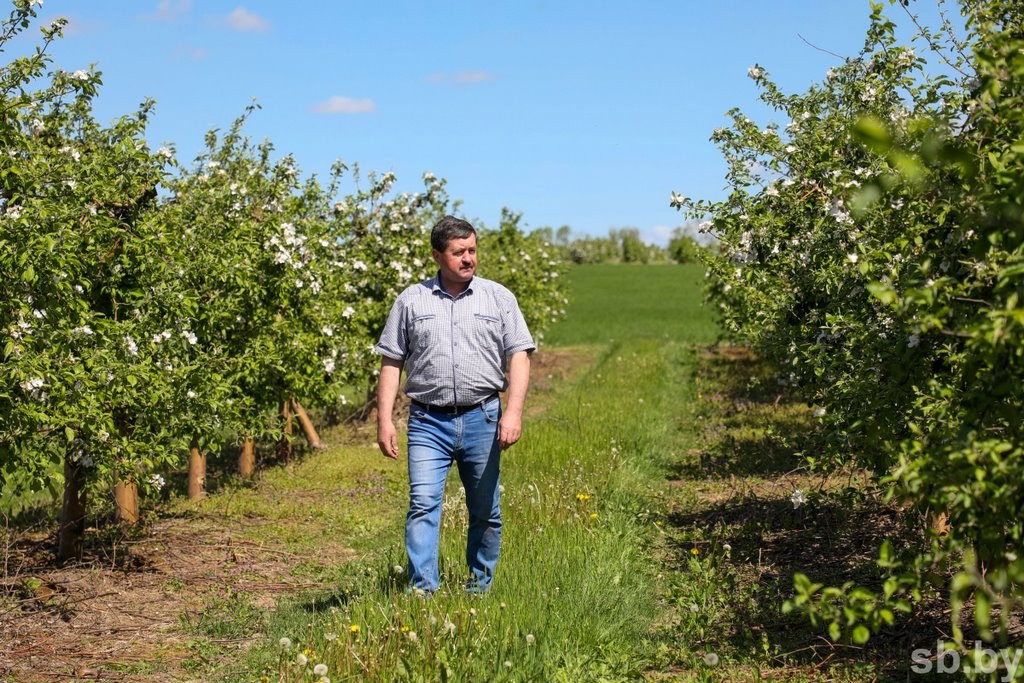 Один раз в год... Как под Брестом цветут сады