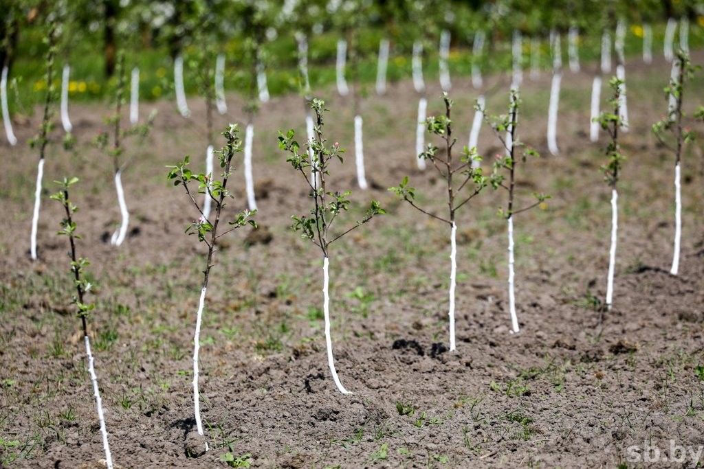 Один раз в год... Как под Брестом цветут сады