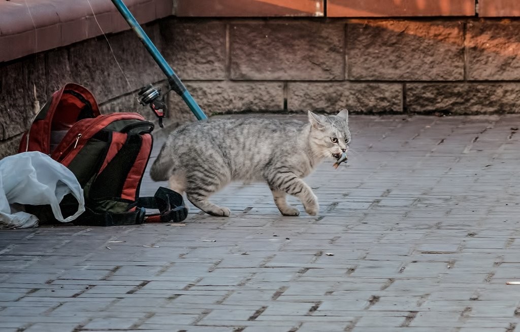 Летом будем ловить рыбу по новым правилам. Какие изменения ожидаются