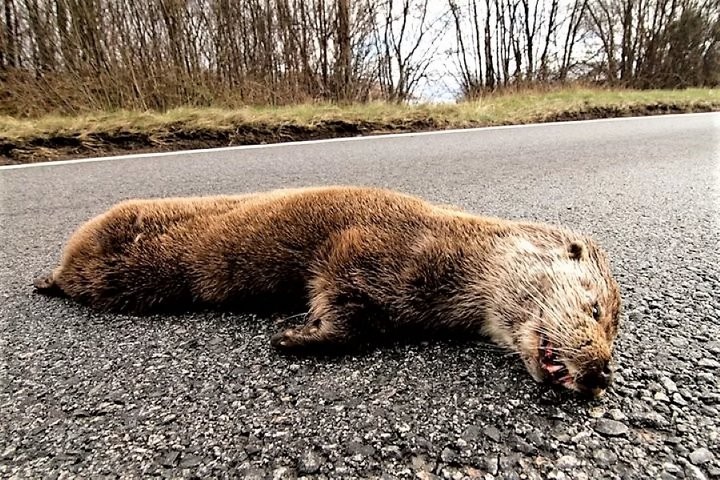 Десять месяцев «домашней химии» за мертвую выдру – в Беларуси осужден бывший егерь