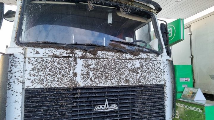 «Такого не видели нигде и никогда». Атака насекомых на трассе М6