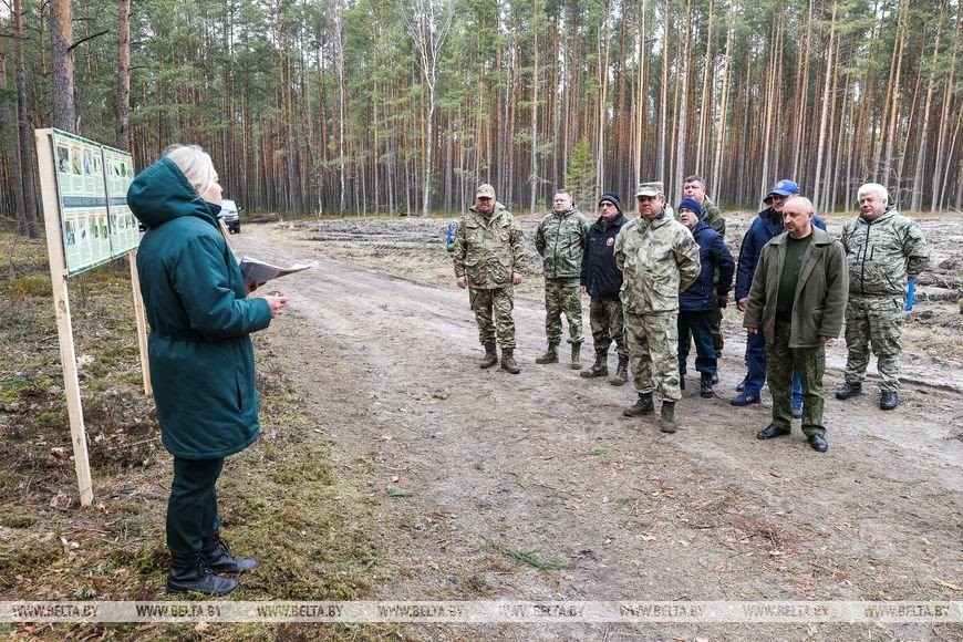 Около 3,5 млн деревьев высадят в Брестской области во время Недели леса