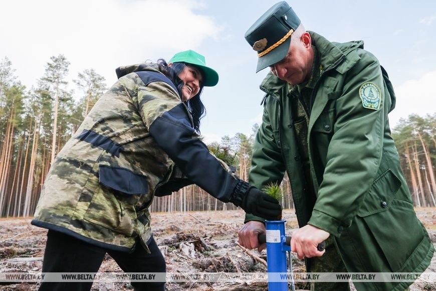 Около 3,5 млн деревьев высадят в Брестской области во время Недели леса