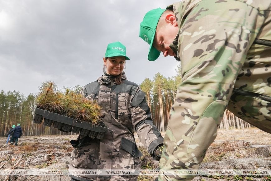 Около 3,5 млн деревьев высадят в Брестской области во время Недели леса