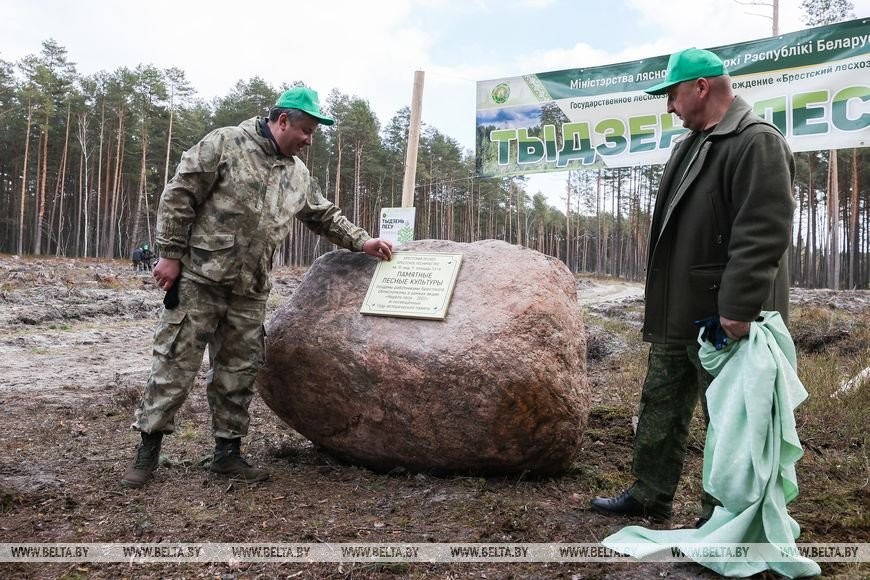 Около 3,5 млн деревьев высадят в Брестской области во время Недели леса