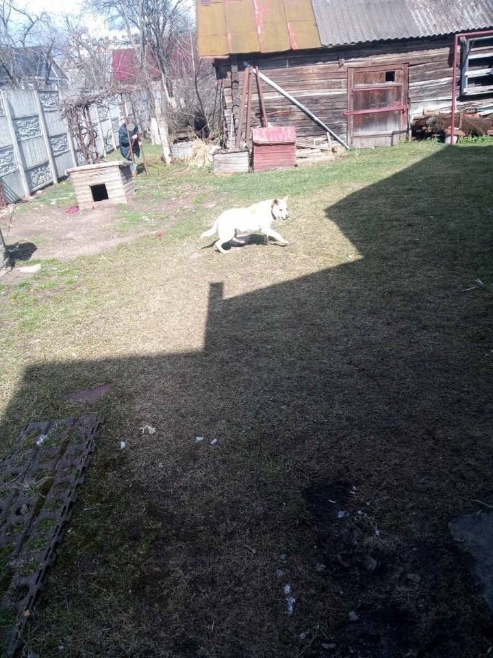 В Брестской области спасатели достали собаку из канализационной ямы