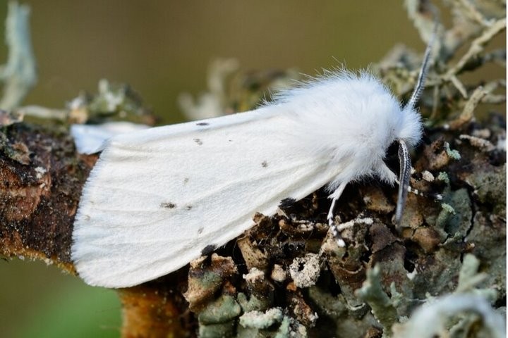 «Эта бабочка пугает людей». Энтомолог о новом вредителе в Гомельской и Брестской областях
