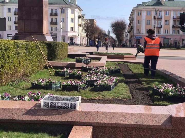 В Бресте на городских клумбах стали появляться первые весенние цветы