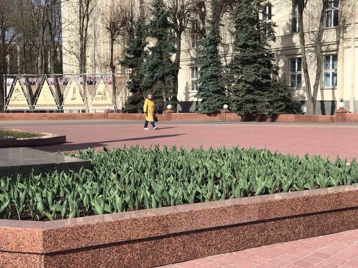 В Бресте на городских клумбах стали появляться первые весенние цветы
