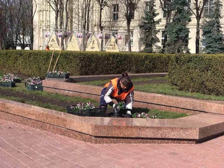В Бресте на городских клумбах стали появляться первые весенние цветы