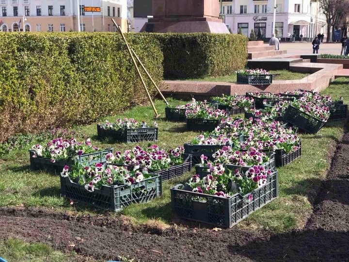 В Бресте на городских клумбах стали появляться первые весенние цветы