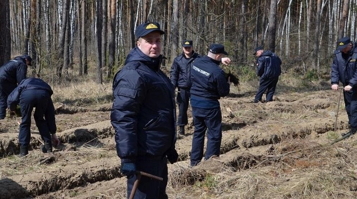 Сотрудники брестского управления СК высадили деревья в Кобринском лесхозе