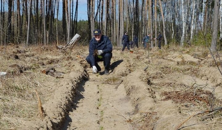 Сотрудники брестского управления СК высадили деревья в Кобринском лесхозе