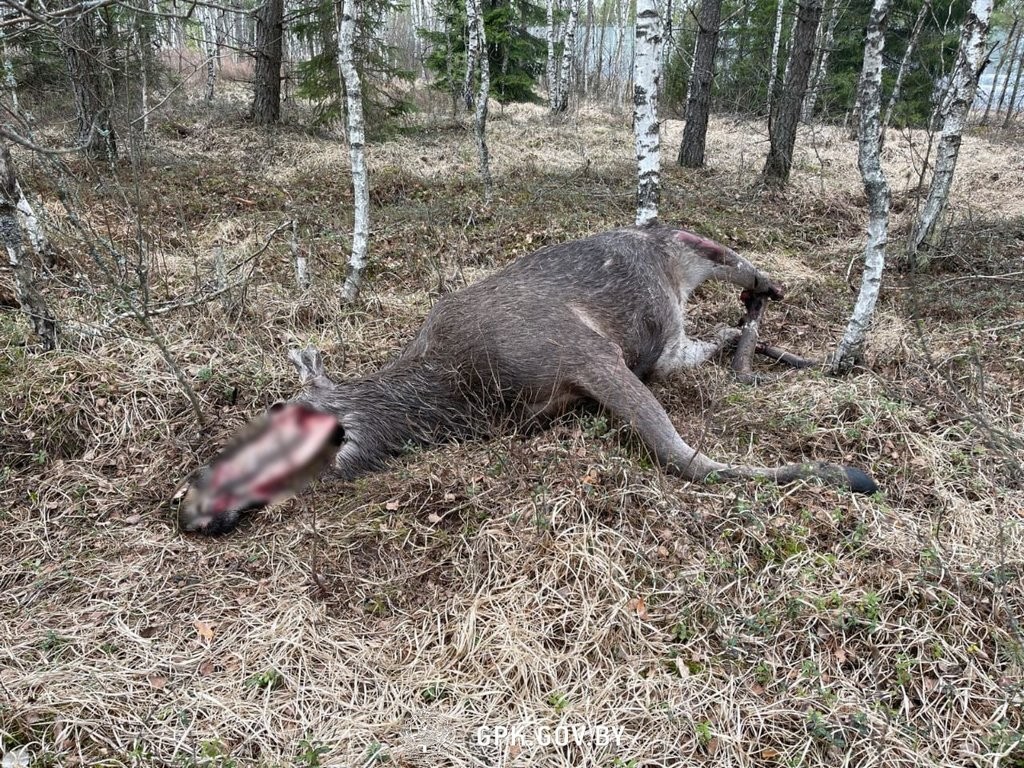 Погранкомитет: За неделю литовские пограничные заграждения «убили» четыре лося