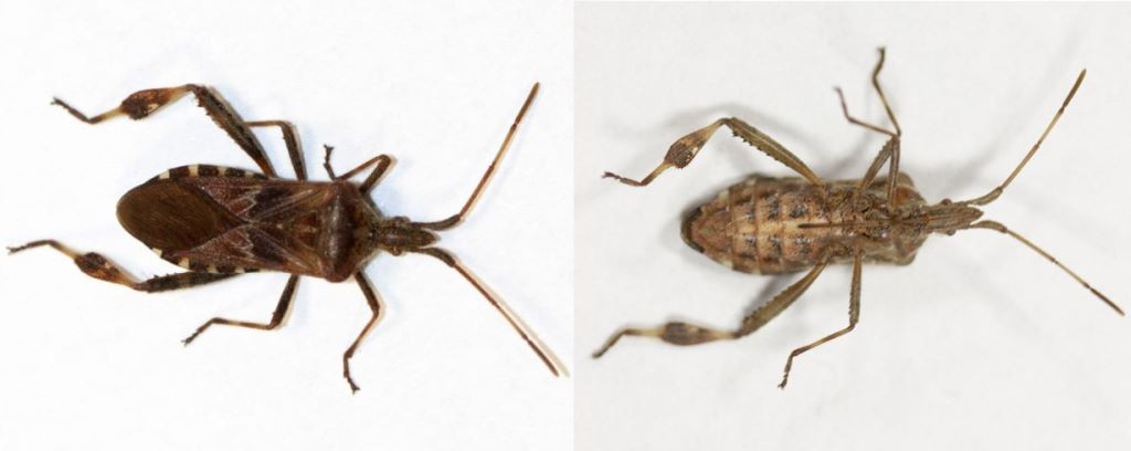 Самка Leptoglossus occidentalis Heidemann, 1910 из Беловежской пущи, справа – вид с дорсальной стороны, слева – вид с вентральной стороны