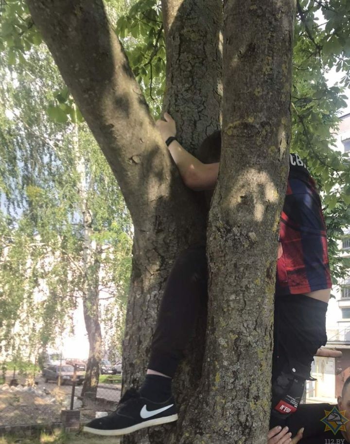 Подросток застрял в стволе дерева в Волковысском районе
