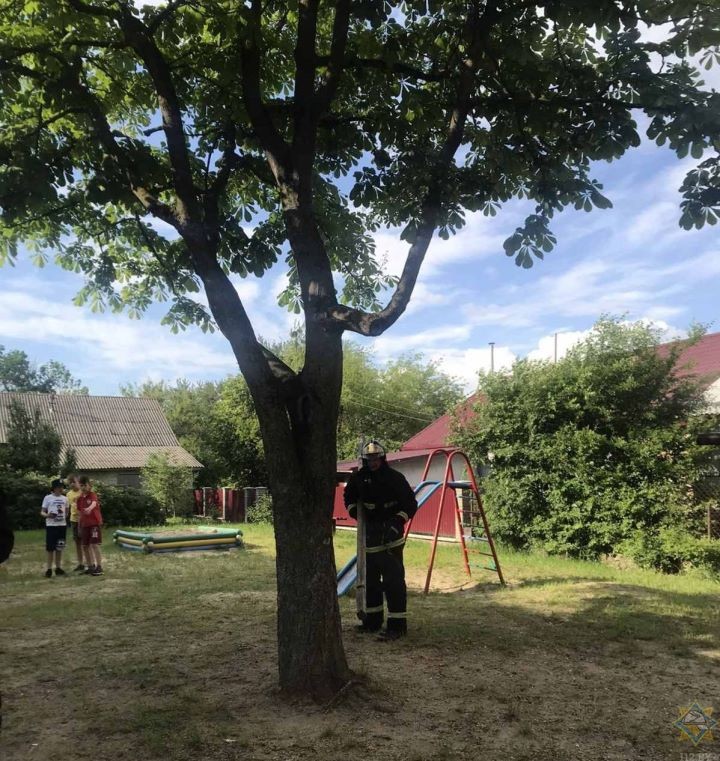 Подросток застрял в стволе дерева в Волковысском районе
