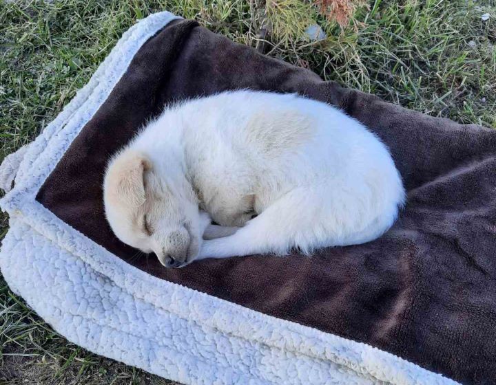 «Лабрадора купят, а у дворняжки не будет дома». Жительница Столина рассказала историю появления в своей семье бездомной собаки