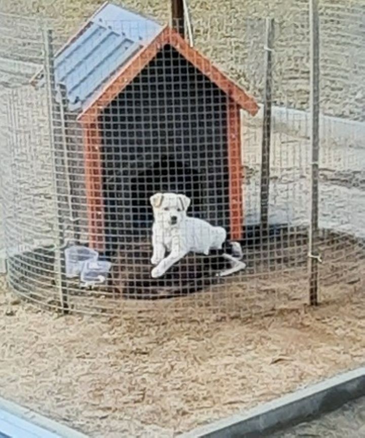 «Лабрадора купят, а у дворняжки не будет дома». Жительница Столина рассказала историю появления в своей семье бездомной собаки