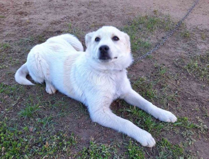 «Лабрадора купят, а у дворняжки не будет дома». Жительница Столина рассказала историю появления в своей семье бездомной собаки